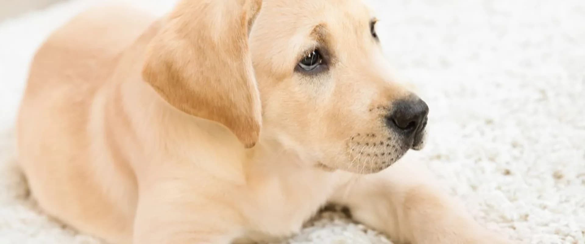 Labrador puppy ligt ontspannen op een wit hoogpolig vloerkleed